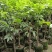 橄榄苗，广东省普宁市基地直接发货，欢迎您随时联系下单！