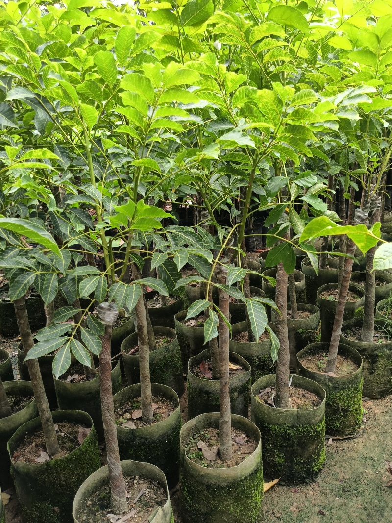 橄榄苗，广东省普宁市基地直接发货，欢迎您随时联系下单！