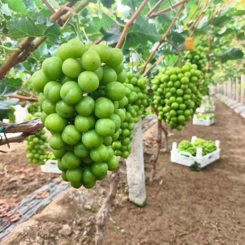 阳光玫瑰大量上市中货源充足产地直供口感很好
