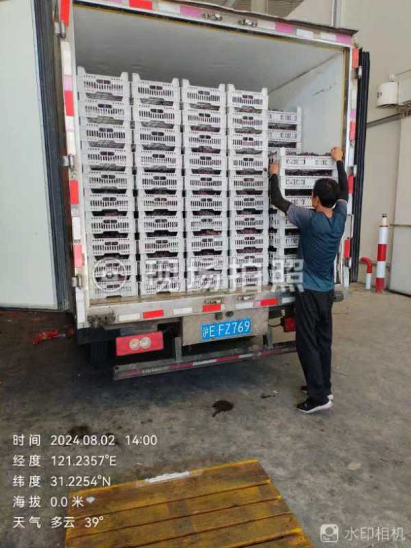 专业代办（提供装箱：5斤装、10斤装）
