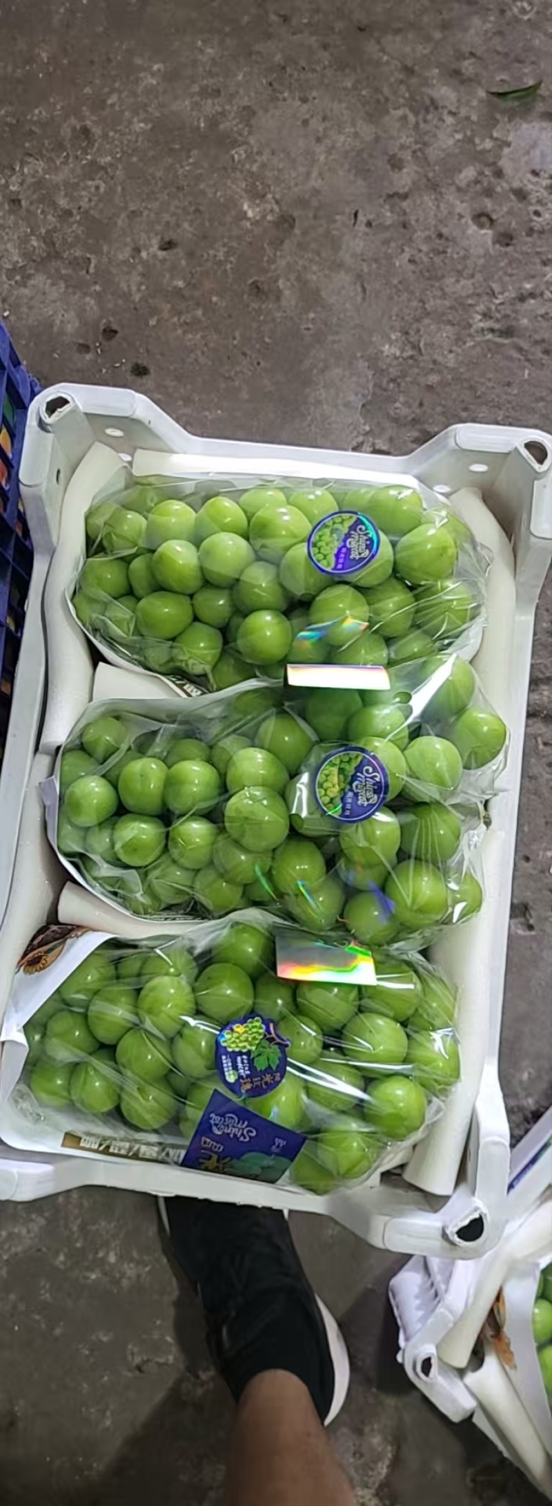 阳光玫瑰大量上市中货源充足产地直供口感很好