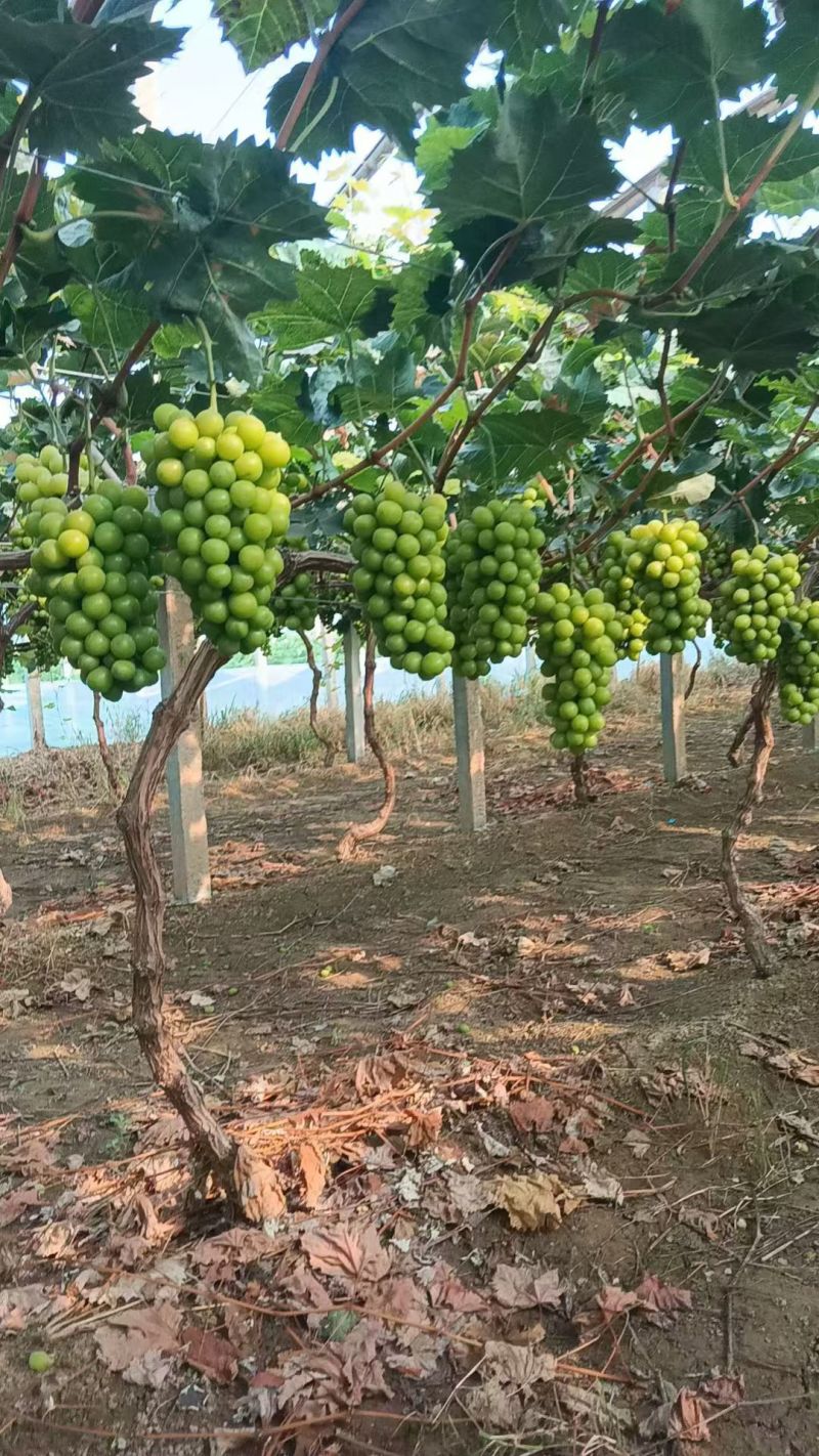阳光玫瑰大量上市中货源充足产地直供口感很好