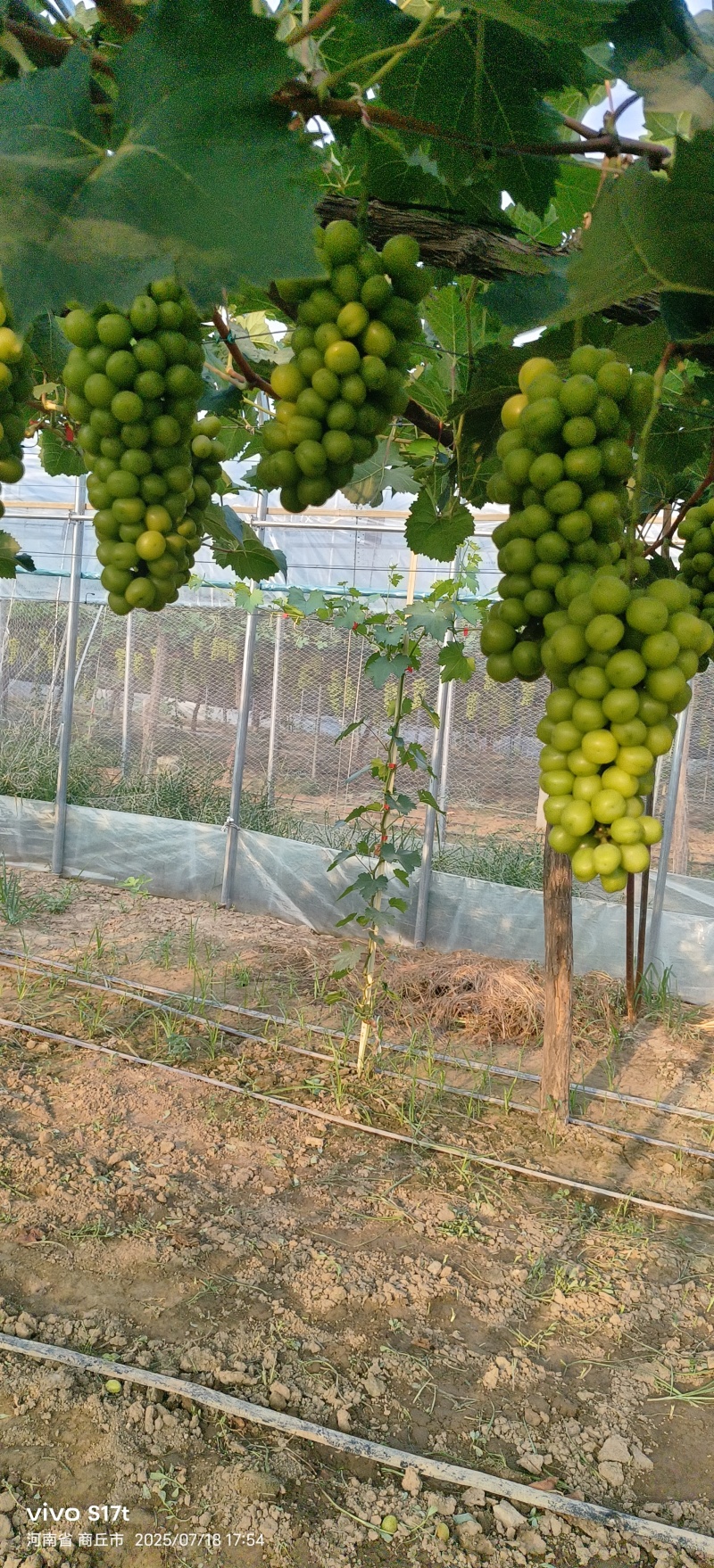 夏邑阳光玫瑰