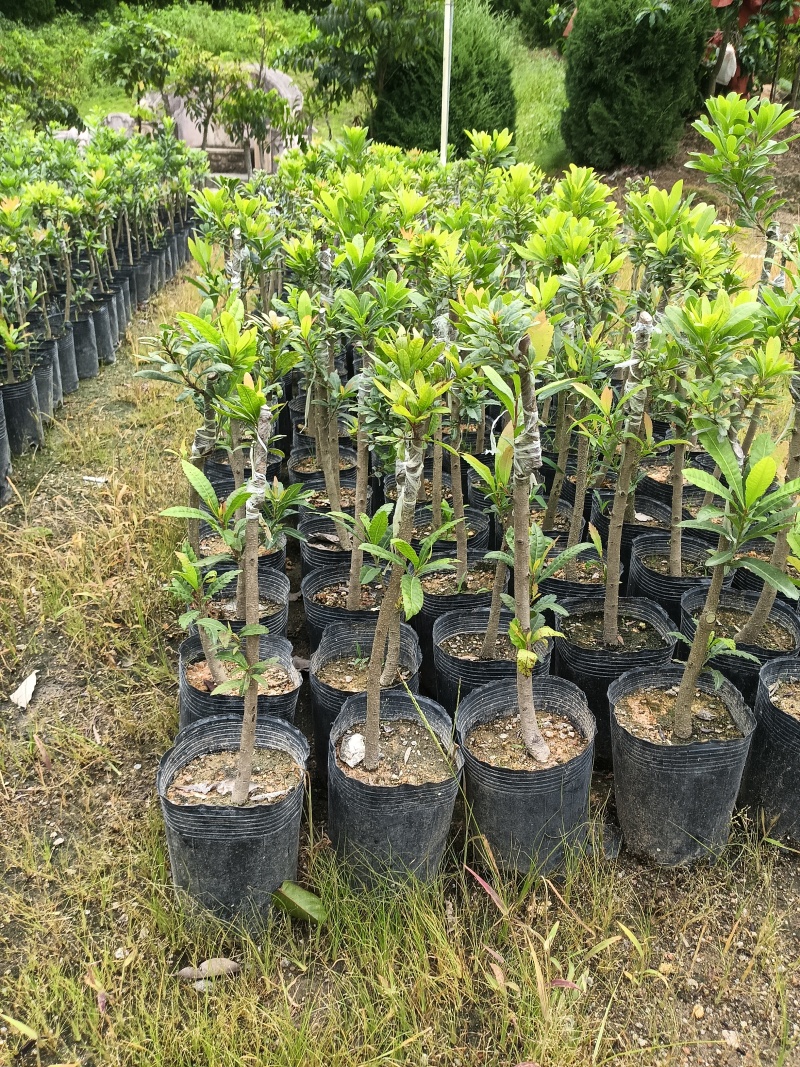 大个甜红杨梅，广东省普宁市基地直接发货，欢迎您随时联系！