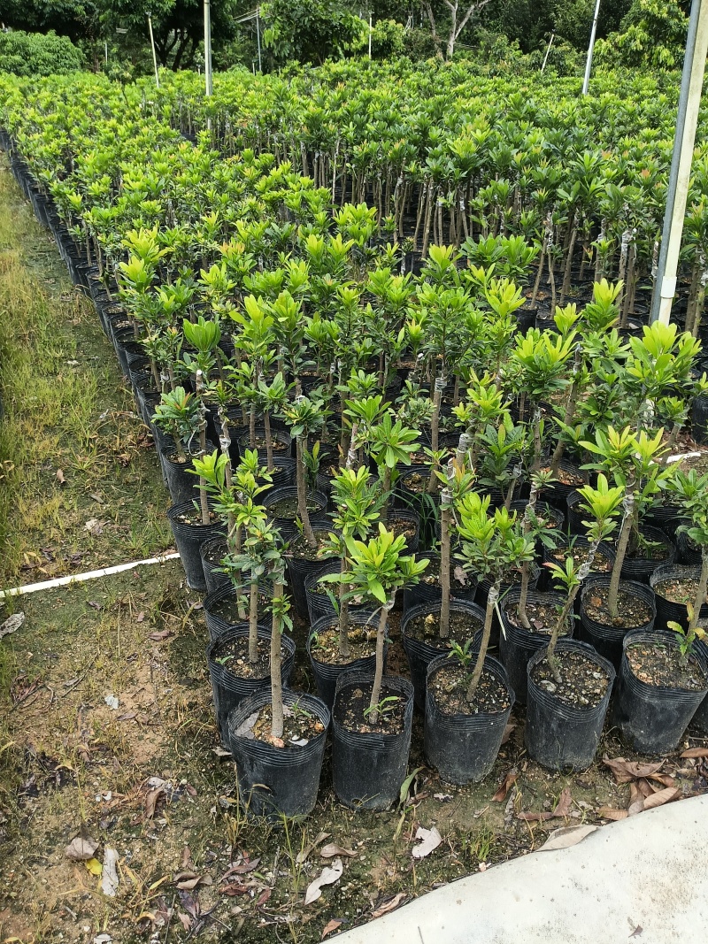 大个甜红杨梅，广东省普宁市基地直接发货，欢迎您随时联系！
