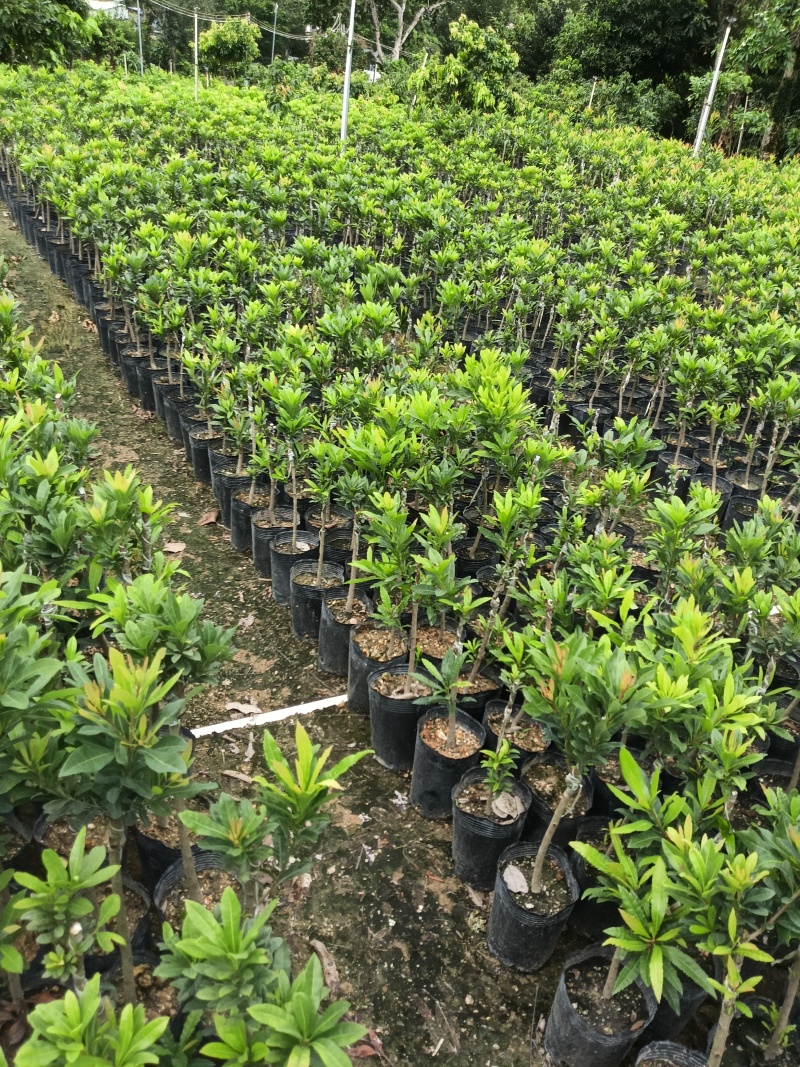 大个甜红杨梅，广东省普宁市基地直接发货，欢迎您随时联系！