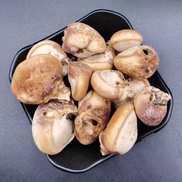 须元果隐孔菌