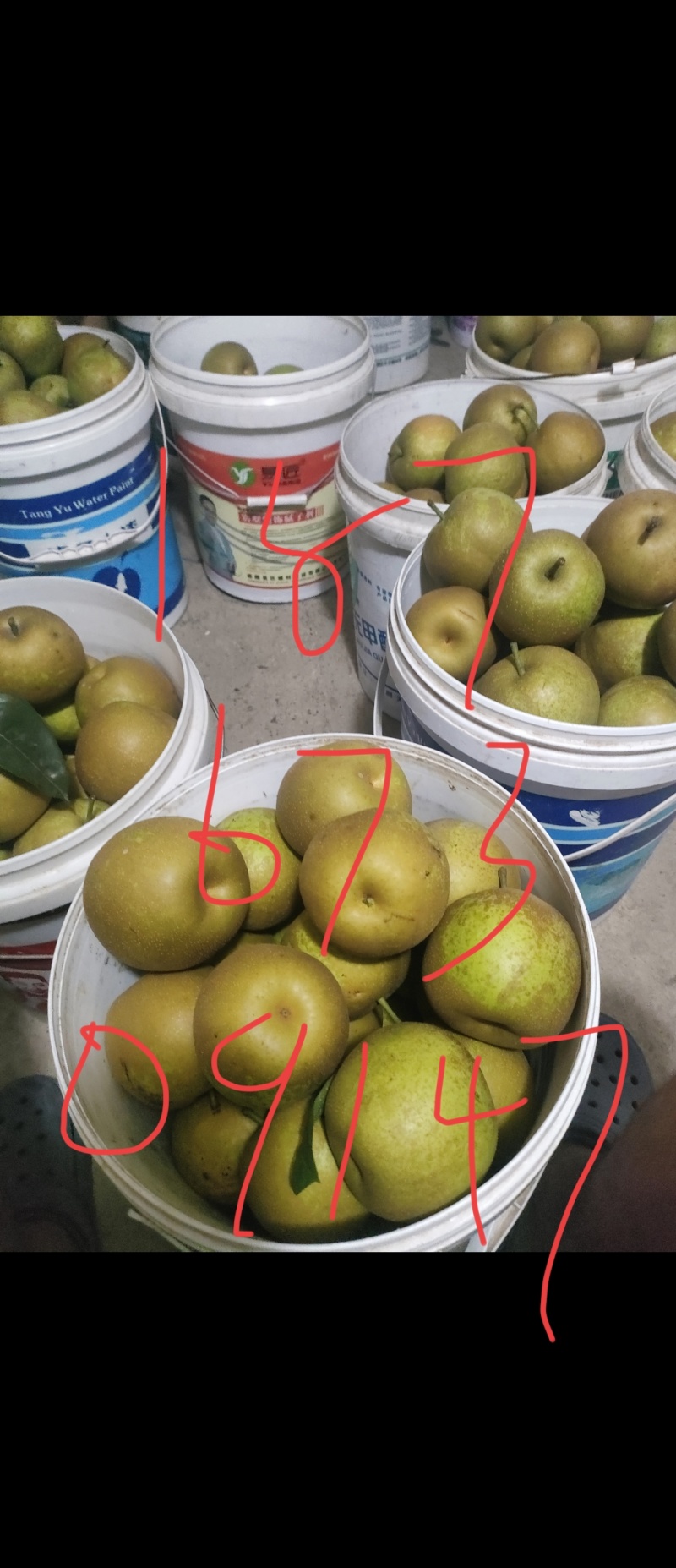 好吃又便宜苹果梨