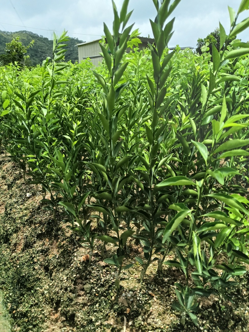桔子苗直生苗，广东省普宁市基地直接发货，欢迎您随时联系！