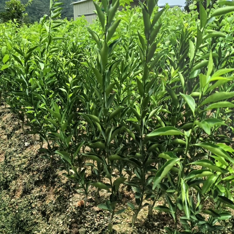 桔子苗直生苗，广东省普宁市基地直接发货，欢迎您随时联系！