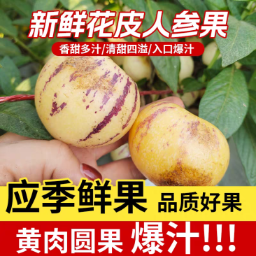 云南石林人参果电商发货