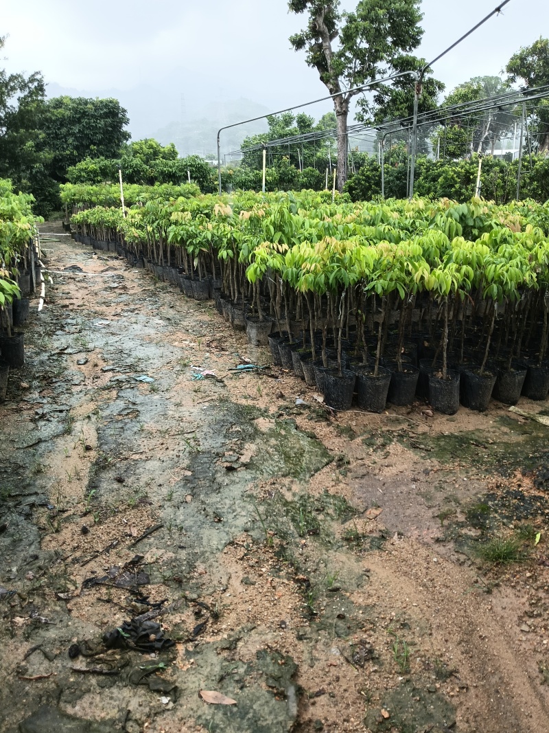 玲珑荔枝苗，广东省普宁市基地直接发货，保质保量，欢迎您下