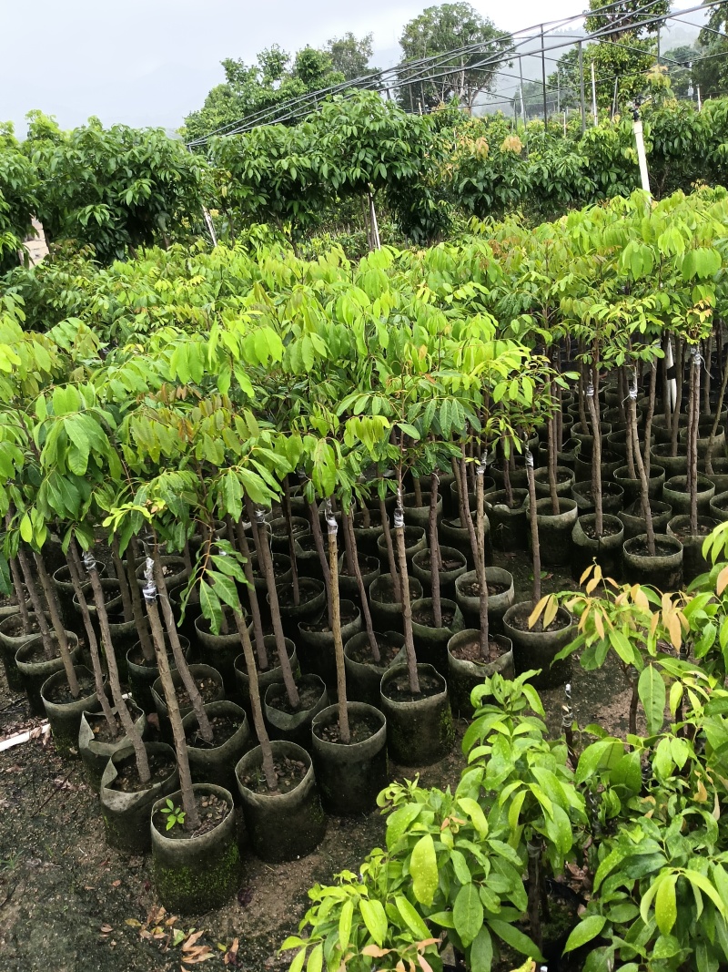 玲珑荔枝苗，广东省普宁市基地直接发货，保质保量，欢迎您下