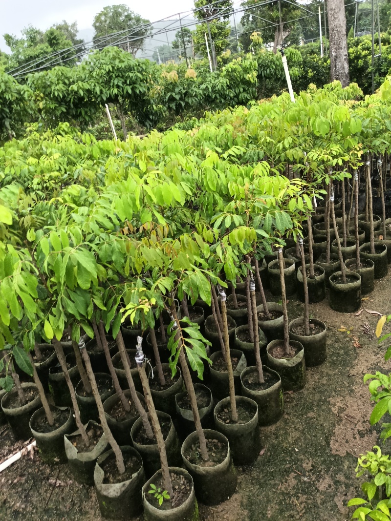 玲珑荔枝苗，广东省普宁市基地直接发货，保质保量，欢迎您下