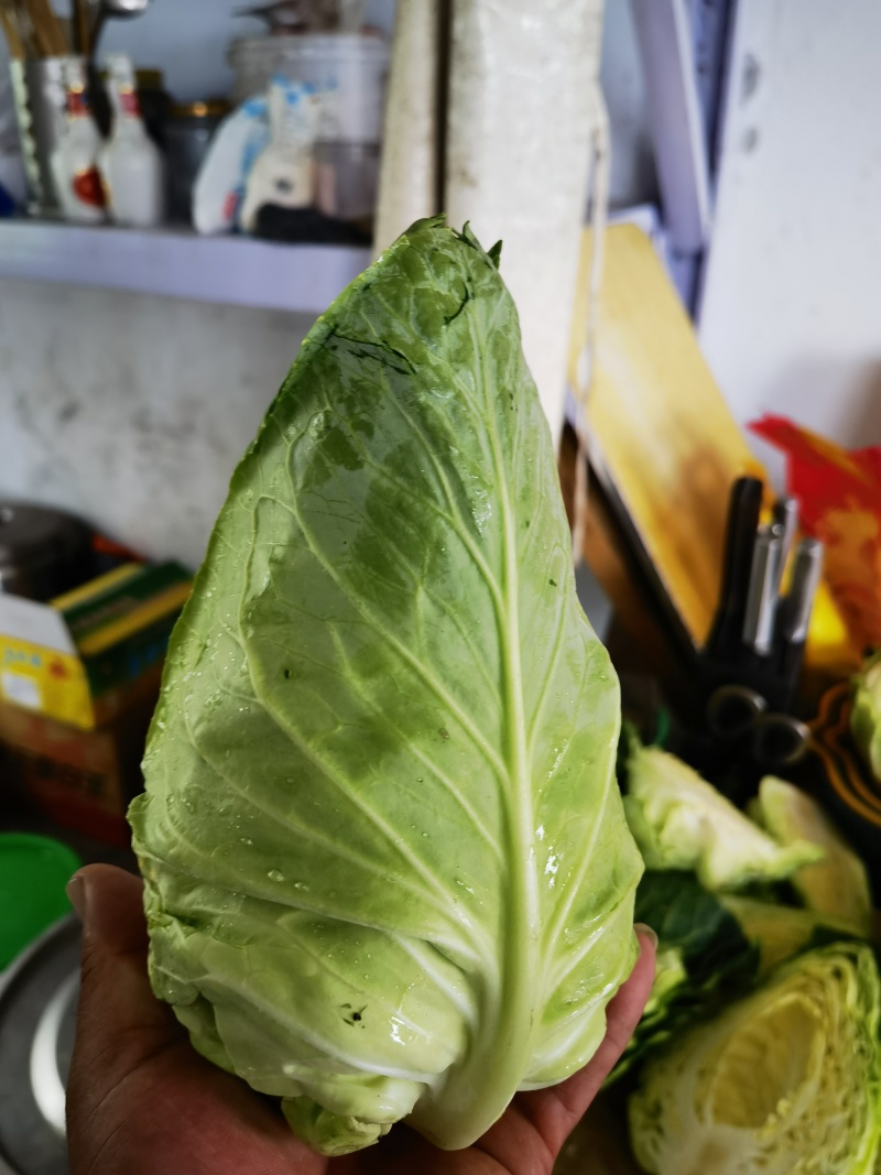 牛心甘蓝
