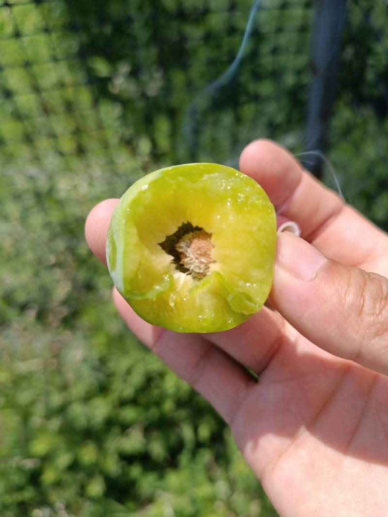 青脆李产地直销，大量现货，全国发货