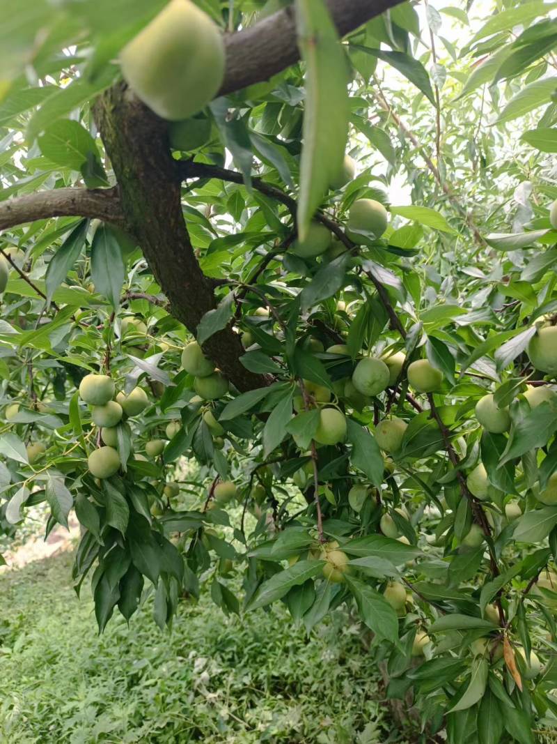 青脆李产地直销，大量现货，全国发货