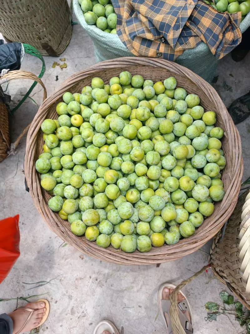 青脆李产地直销，大量现货，全国发货