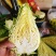 牛心甘蓝