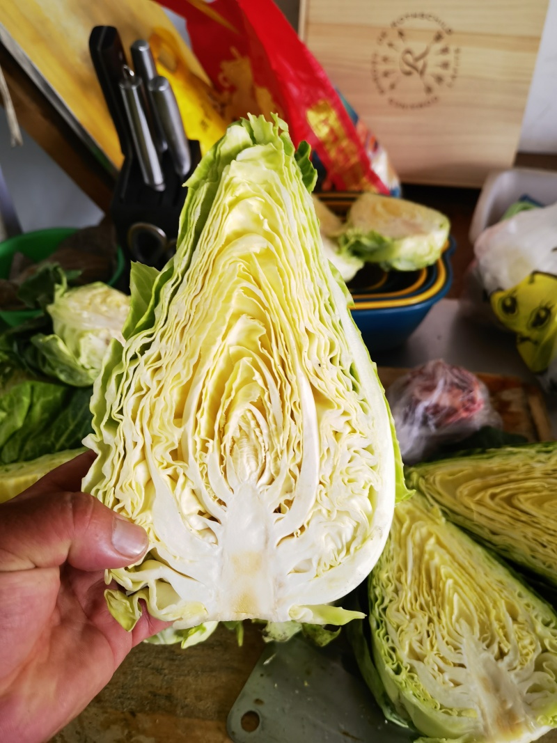 牛心甘蓝