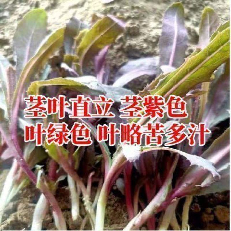 曲麻菜