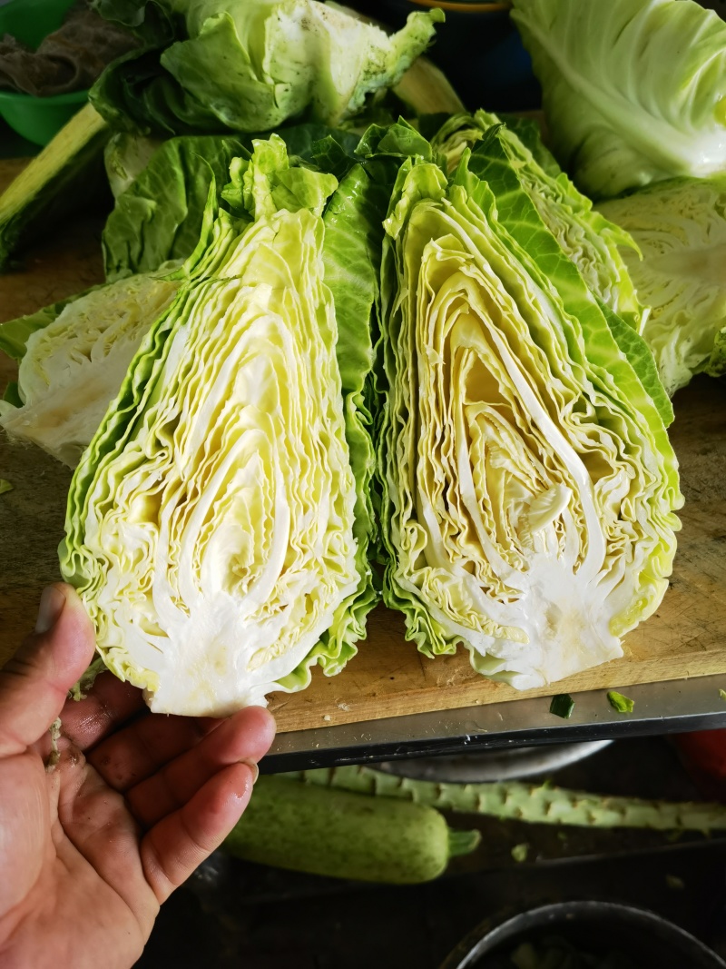 牛心甘蓝