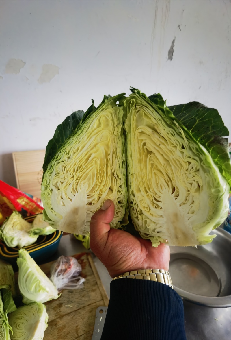 牛心甘蓝