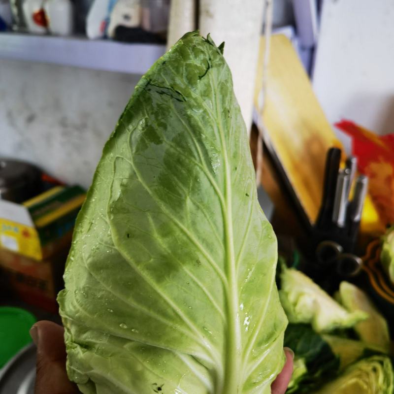 牛心甘蓝