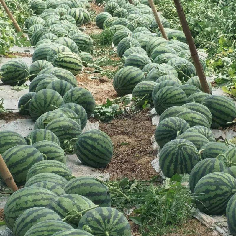 特小凤西瓜产地直销货源充足