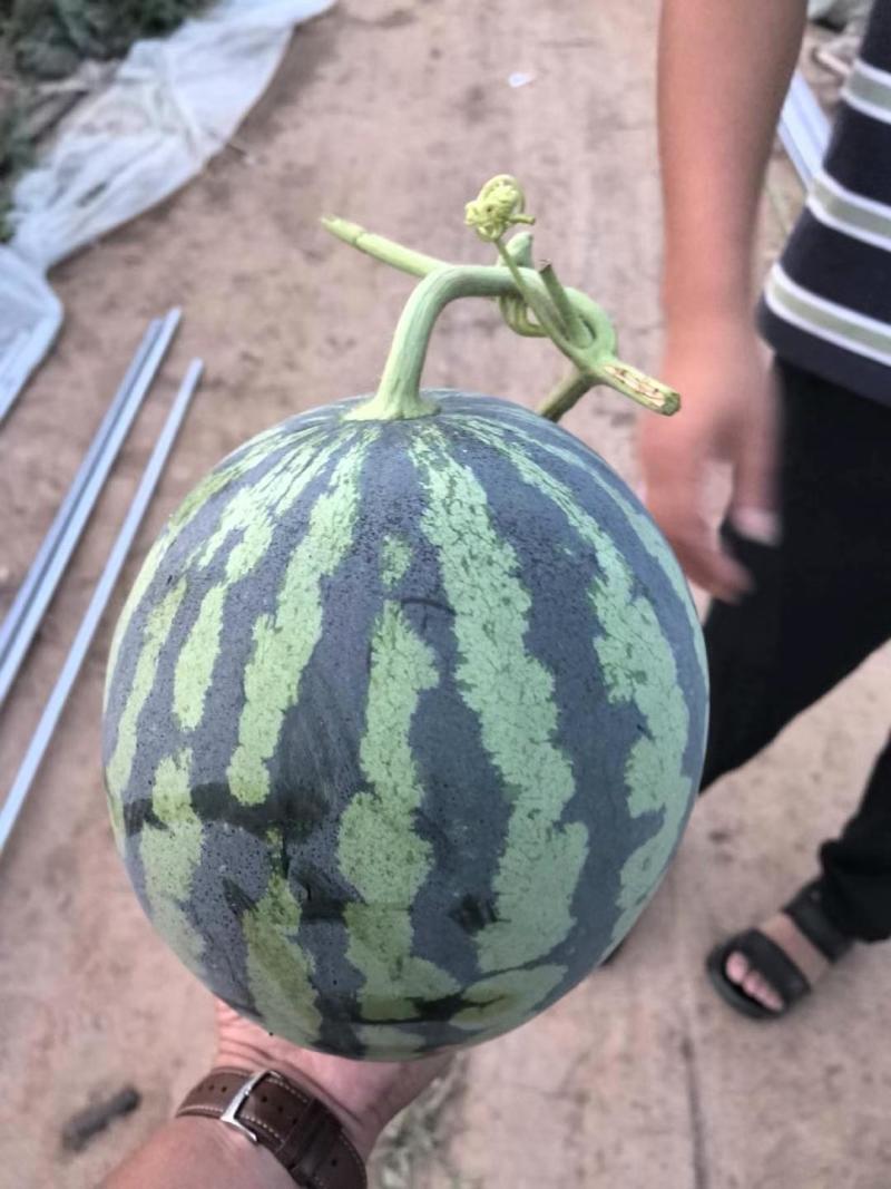 特小凤西瓜产地直销货源充足