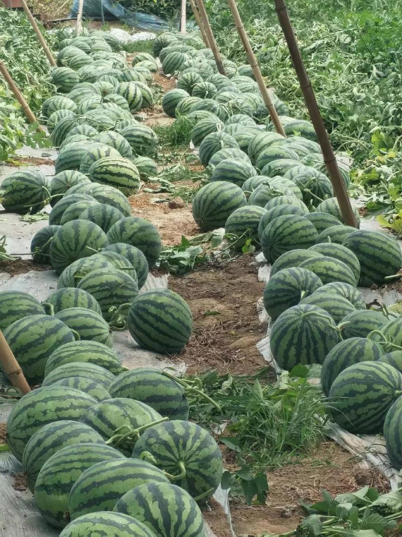 特小凤西瓜产地直销货源充足