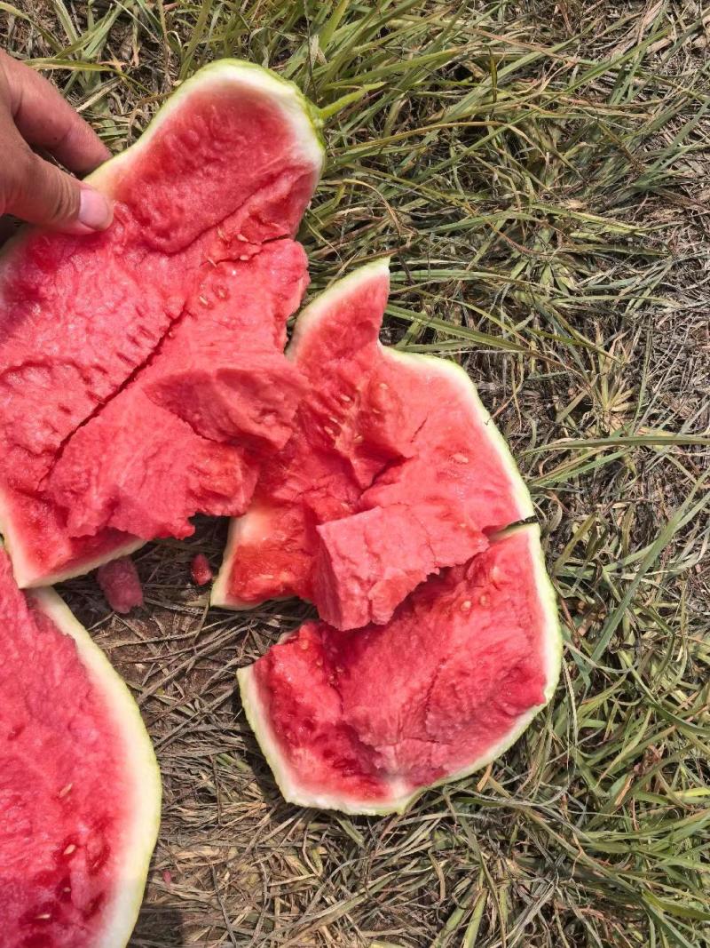 特小凤西瓜产地直销货源充足