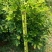 鸭脚木价格面议