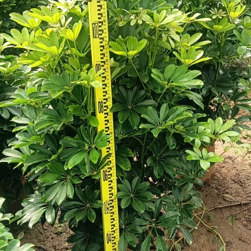 鸭脚木价格面议