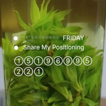 四川小叶苦丁茶，入口微苦回味甘甜的茶