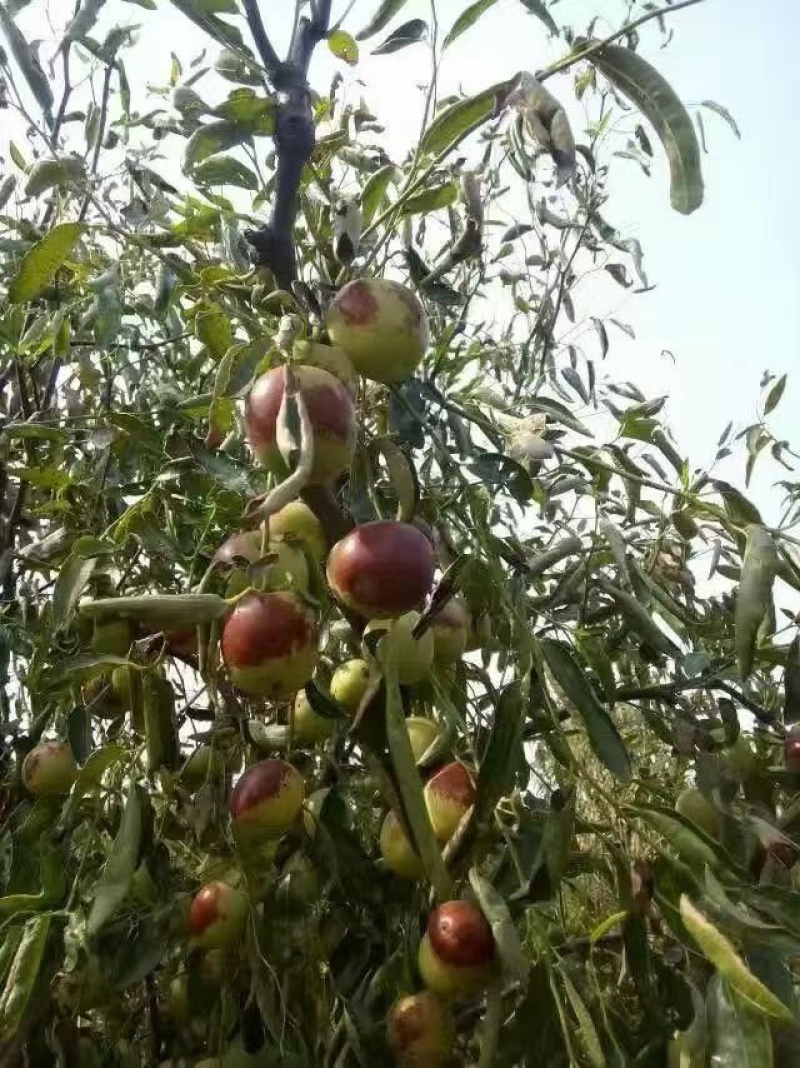 冬枣~陕西大荔发货，对接各大电商平台一件代发，社区团购