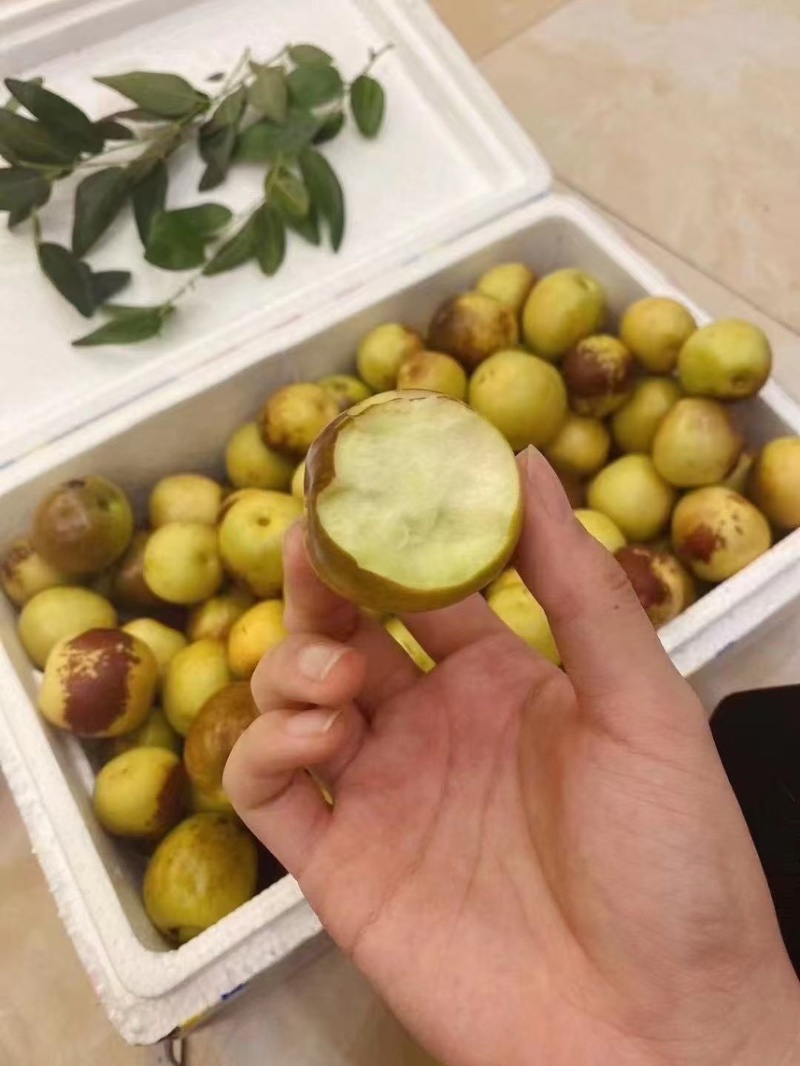冬枣~陕西大荔发货，对接各大电商平台一件代发，社区团购