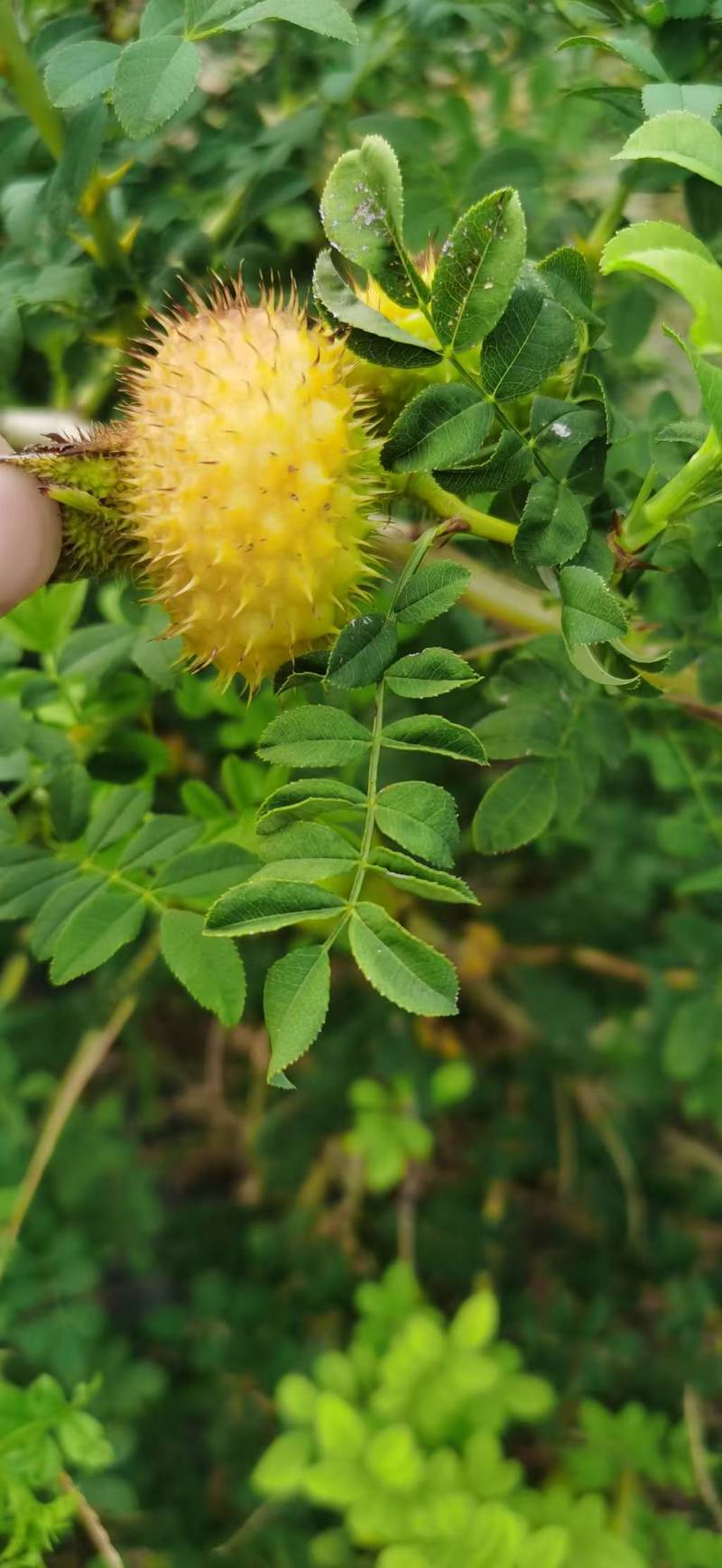 刺梨基地优质品质个头大饱满维生素*牛逼的水果