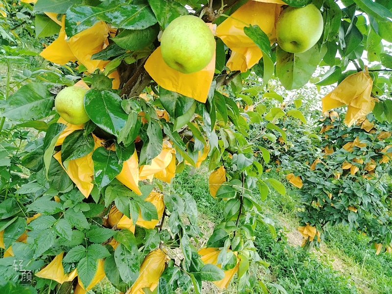 精品翠冠梨，青皮，花皮
