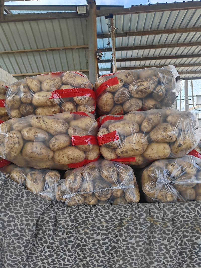 白心226，现收现发基地直发量大价优品质保障欢迎电联