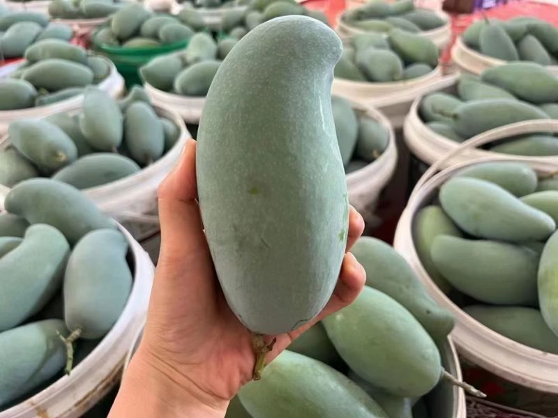 精品特大桂七礼盒装