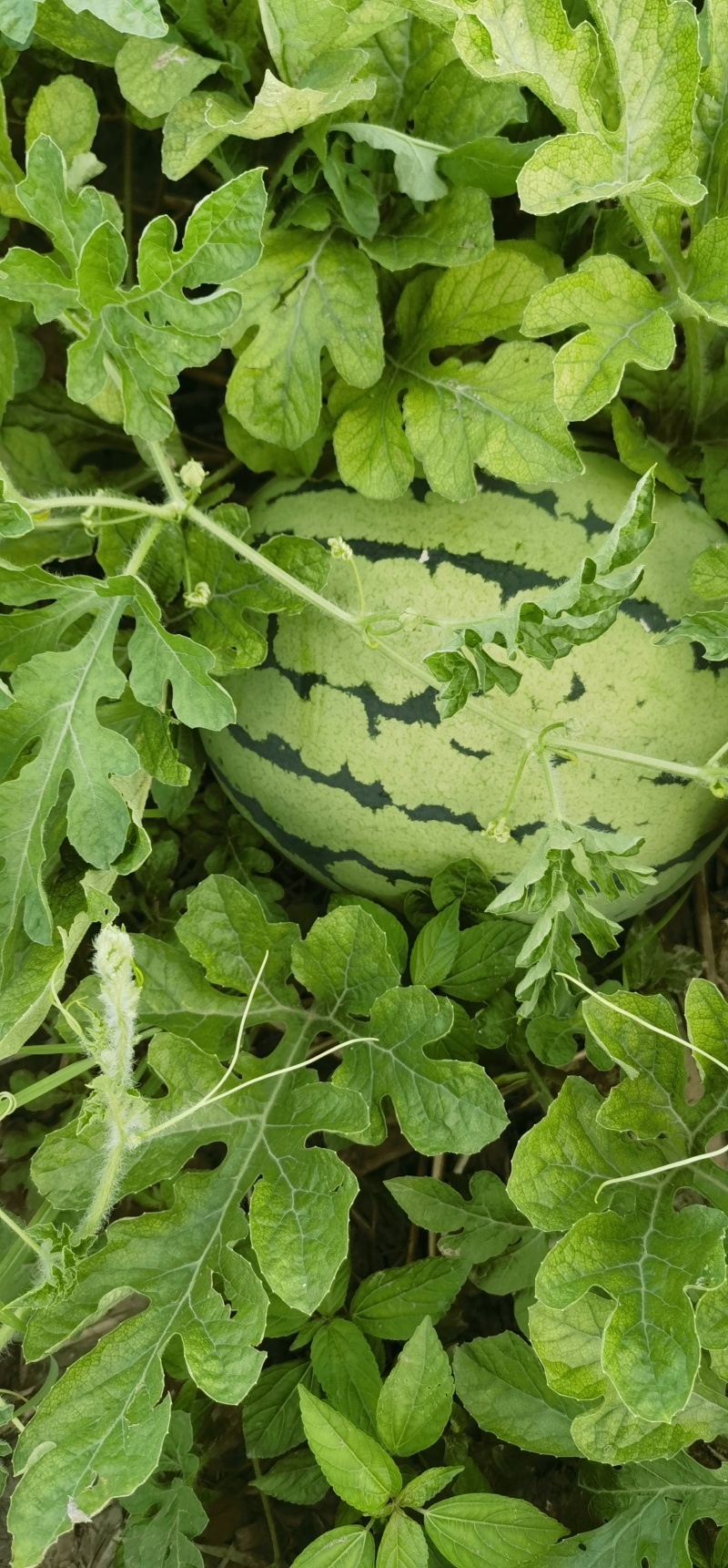 九江本地大棚头茬西瓜糖度高一级