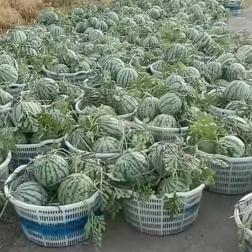 嘉定区朱桥，要的来