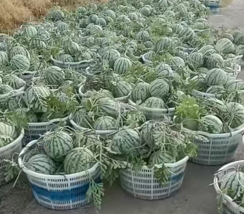 嘉定区朱桥，要的来