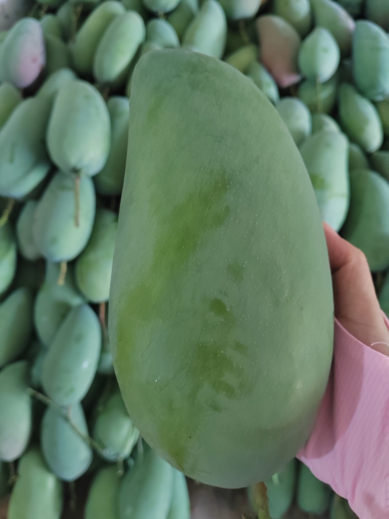 百色大青芒果，青皮大金煌，大芒果，品质保证，量大价格更优
