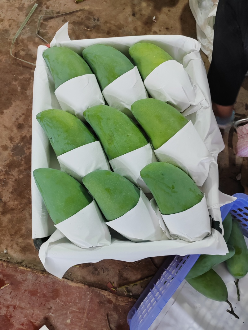 百色大青芒果，青皮大金煌，大芒果，品质保证，量大价格更优