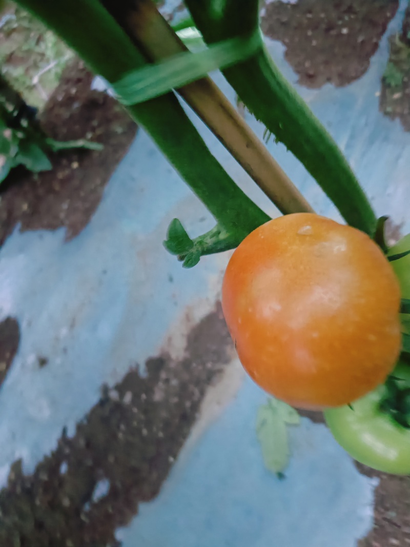 西红柿石头番茄产地直销量大质优价格优惠欢迎采购