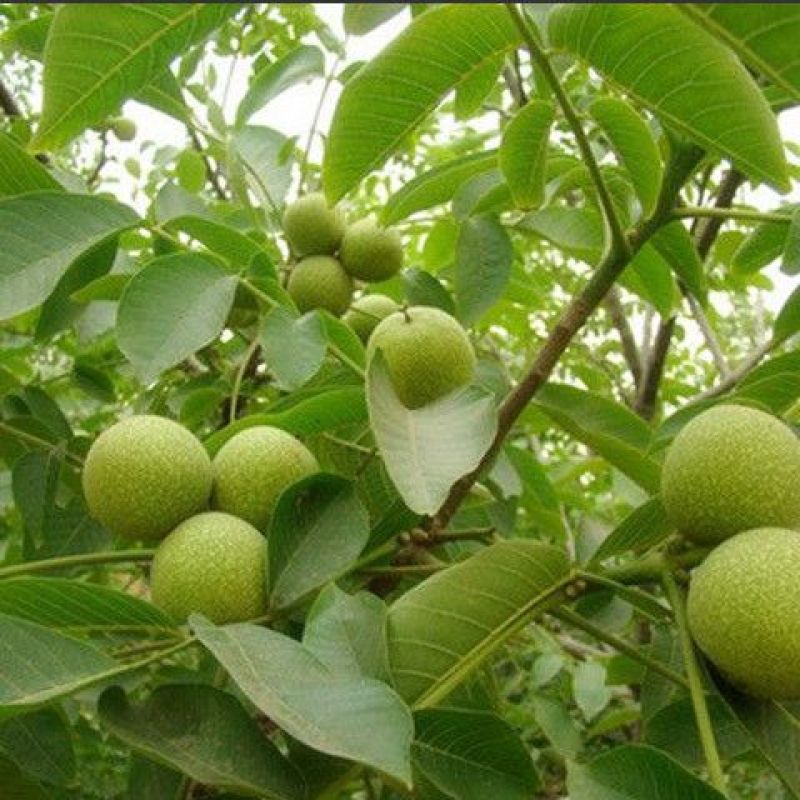青皮核桃