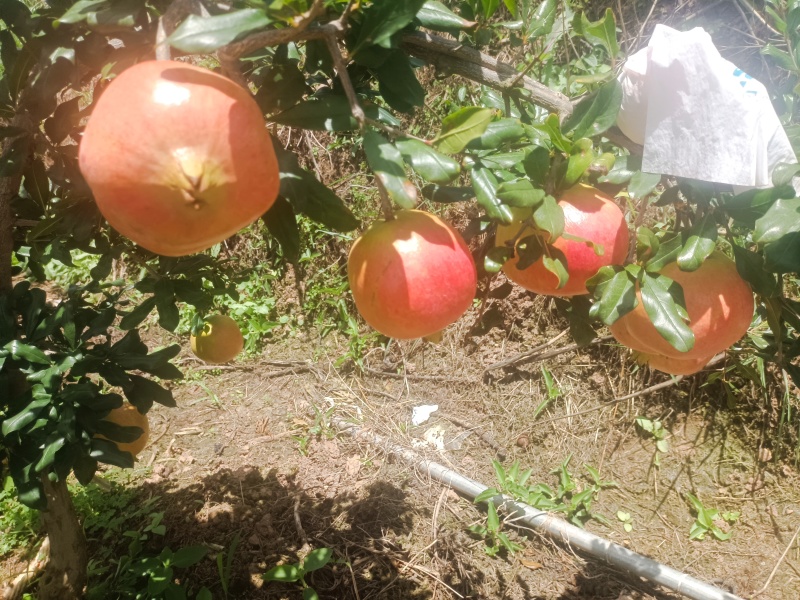 大凉山会理石榴