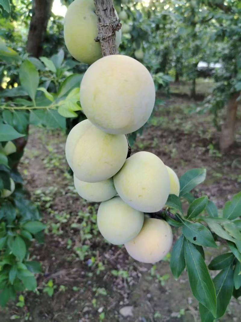 秋李子大量有货
